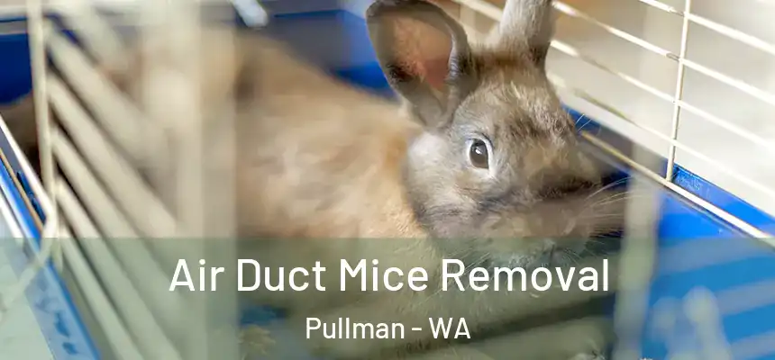 Air Duct Mice Removal Pullman - WA